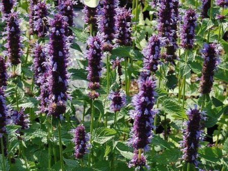 Agastache Black Adder Online Hot Sale