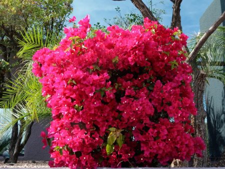 Miami Pink Bougainvillea Vine For Discount