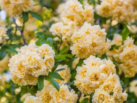 Yellow Lady Banks Climbing Rose Supply