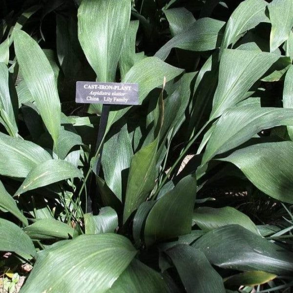 Aspidistra Cast Iron Plant For Sale