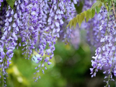 Chinese Wisteria Vine Sale