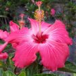 Pink Tropical Hibiscus Tree Online Hot Sale