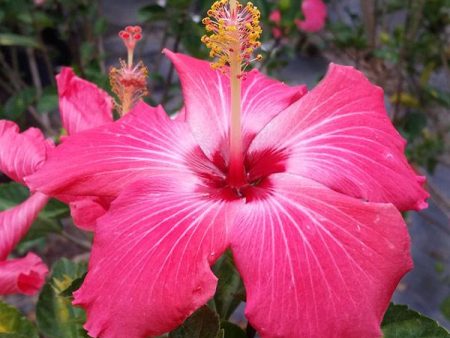 Pink Tropical Hibiscus Tree Online Hot Sale