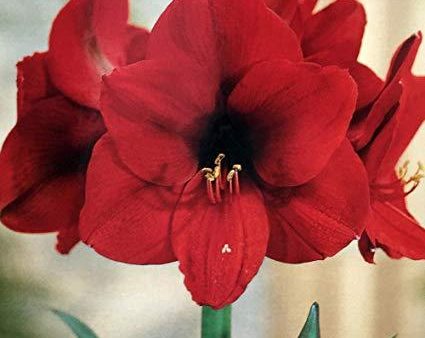 Amaryllis Red Lion Gift Box Discount