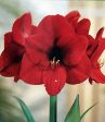 Amaryllis Red Lion Gift Box Discount