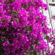 Alexandra Bougainvillea Discount