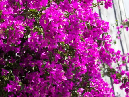 Alexandra Bougainvillea Discount