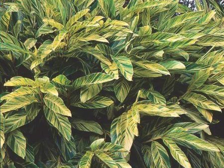 Variegated Shell Ginger Plants Cheap