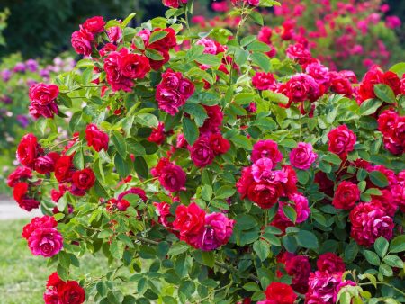 Double Knock Out® Rose Bush Online Hot Sale