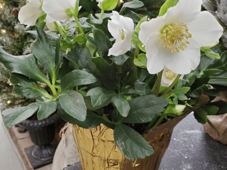 Helleborus Christmas Rose For Discount