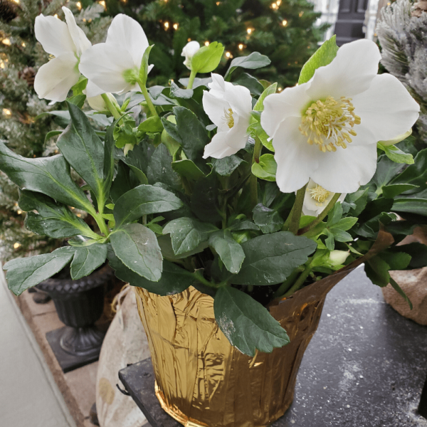 Helleborus Christmas Rose For Discount