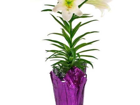 Easter Lily Plant on Sale