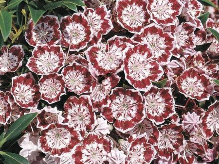 Mountain Laurel Minuet Shrubs Online