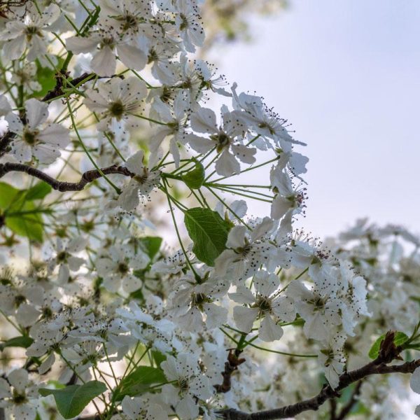 Bradford Pear Tree Online now