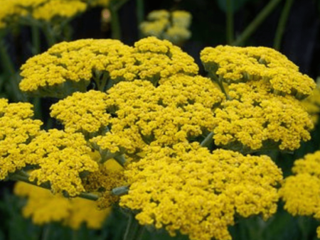 Achillea Moonshine Fashion