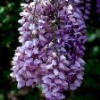 Purple Wisteria Vine Cheap