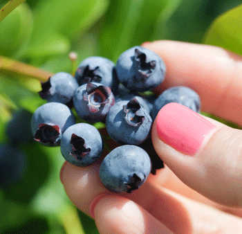 Tifblue Blueberry - USDA Organic Supply