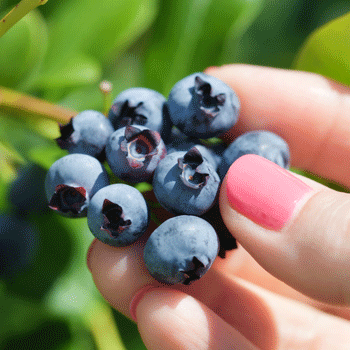 Tifblue Blueberry - USDA Organic Supply