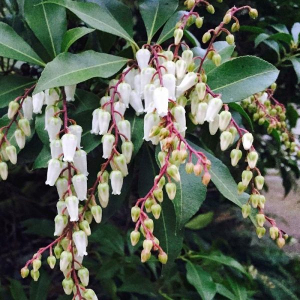 Southern Lady Pieris Shrubs Sale