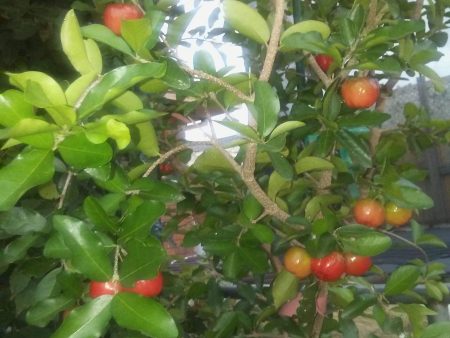 Sweet Southern Cherry Trees Hot on Sale