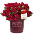 Autumn Fire™ Encore® Azalea Shrub For Sale