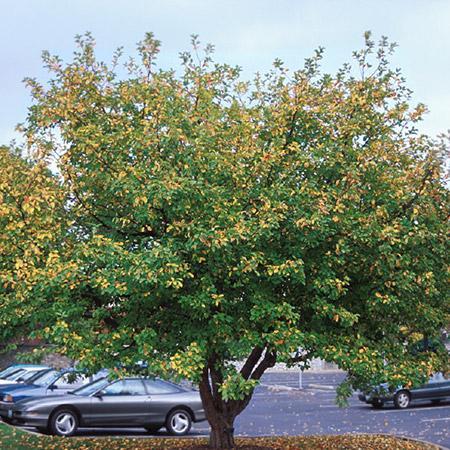 Robinson Crabapple Tree Discount