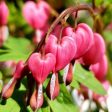 Bleeding Hearts Sale