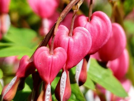 Bleeding Hearts Sale