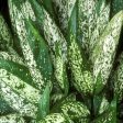 Aglaonema Wintry Winehouse Plants Cheap