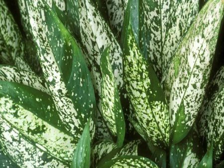 Aglaonema Wintry Winehouse Plants Cheap