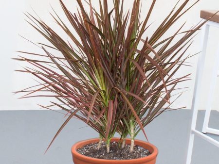 Dracaena Colorama Plants Sale