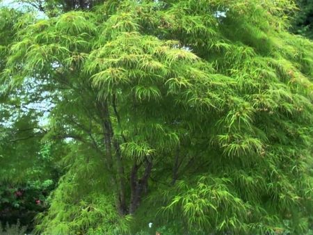 Koto No Ito Japanese Maple Trees Fashion