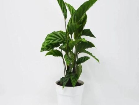 Calathea Freddie Plants Discount