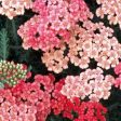 Achillea Apricot Delight Online