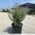 Otto Quast Spanish Lavender Sale