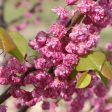 Pink Pom Pom Redbud Tree Fashion