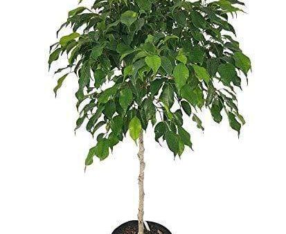 Wintergreen Ficus Benjamina Trees Fashion