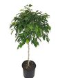 Wintergreen Ficus Benjamina Trees Fashion