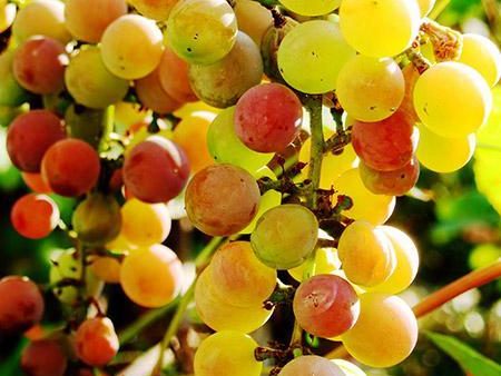 Summit Muscadine Grapes Hot on Sale