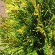 Arborvitae Forever Goldy Trees For Discount