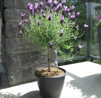 Lavender Standard Topiary Tree Supply