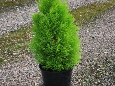 Goldcrest Wilma Montery Cypress Online Hot Sale