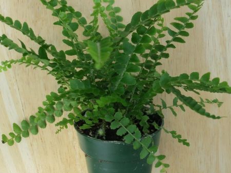 Button Fern Plants Online Sale