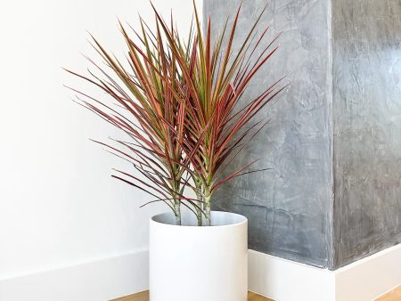 Dracaena Marginata Colorama For Discount