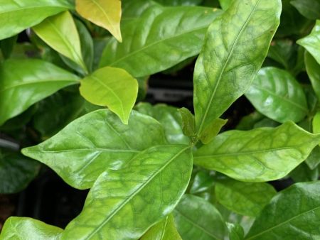 Arabica Coffee Bean Plants Hot on Sale