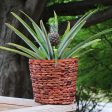 White Jade Pineapple Plant Online