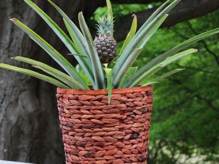 White Jade Pineapple Plant Online