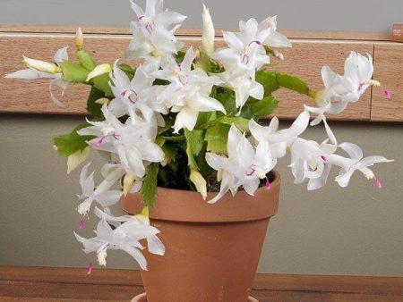 White Christmas Cactus on Sale