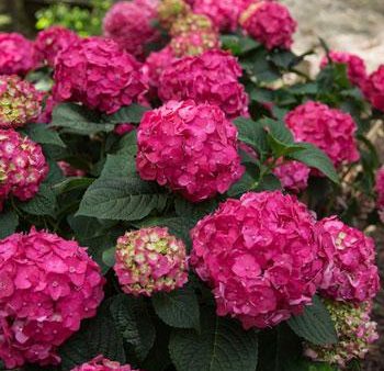 Summer Crush Hydrangea Supply