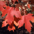 Autumn Fantasy Maple Trees Supply